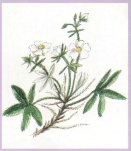 Лапчатка белая