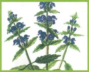 Змееголовник