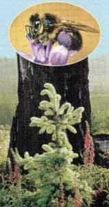 трофическая язва