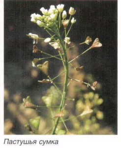 пастушья сумка