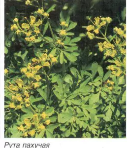  рута пахучая