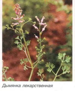 дымянка