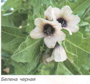 ядовитые растения