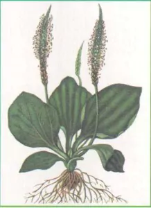 Подорожник