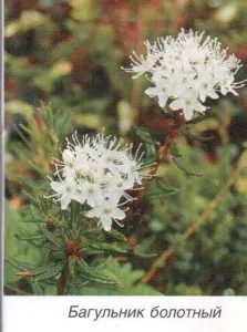 багульник