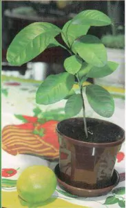 домашние растения