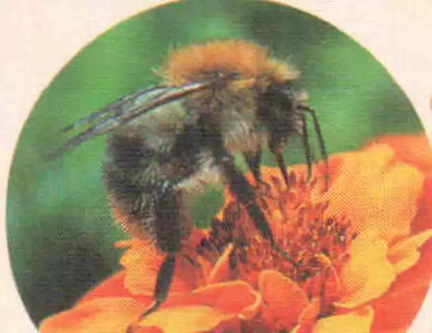 Боль в суставах лечит пчела